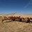krause-2341-field-cultivator-image-3