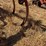 allis-chalmer-800-chisel-plow-image-30