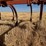 allis-chalmer-800-chisel-plow-image-20