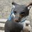 2--animal-targets-image-8
