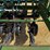 2003-john-deere-1590-image-21