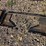 #57-•-weld-on-skid-steer-plate-image-1