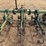 lorenz-row-crop-cultivator-16'-image-16