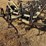 calkins-40'-field-cultivator-image-16