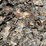 large-crinoid-fossil-rock-from-limestone-quarry-image-5