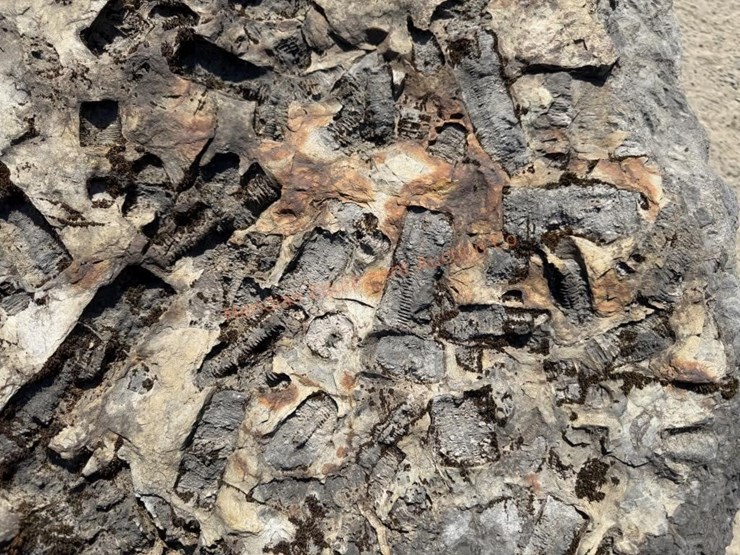 large-crinoid-fossil-rock-from-limestone-quarry-image-5