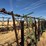herman-80'-spring-tine-harrow-image-13
