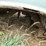 1965-chevrolet-impala-2dr-ht-image-4