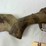 browning-x-bolt-270win-rifle-image-3