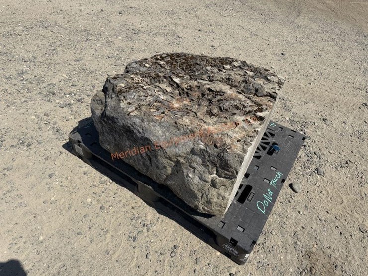 large-crinoid-fossil-rock-from-limestone-quarry-image-2