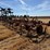 krause-2341-field-cultivator-image-5