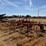 allis-chalmer-800-chisel-plow-image-9