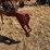 krause-2341-field-cultivator-image-8