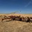 krause-2341-field-cultivator-image-1