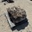 large-crinoid-fossil-rock-from-limestone-quarry-image-9