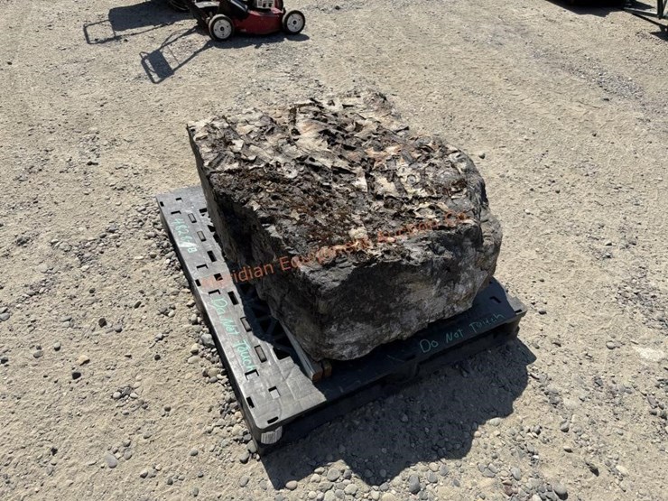 large-crinoid-fossil-rock-from-limestone-quarry-image-9
