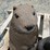 2--animal-targets-image-7
