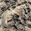 large-crinoid-fossil-rock-from-limestone-quarry-image-4