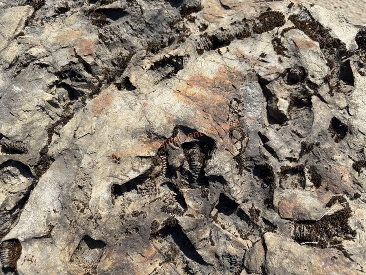 large-crinoid-fossil-rock-from-limestone-quarry-image-4
