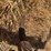 allis-chalmer-800-chisel-plow-image-29