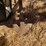 krause-2341-field-cultivator-image-18
