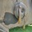 bush-hog-3715-image-7