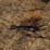 40'-rotary-hoe-image-9
