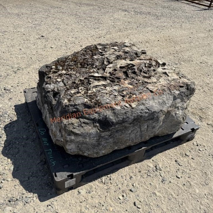 Large Crinoid Fossil Rock From Limestone Quarry