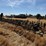 calkins-40'-field-cultivator-image-5