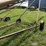 kewanee-8”-x-?-electric-auger-*tires-are-flat-and-weathered-image-4