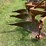 #1639-•-allis-chalmers-moldboard-plow-image-13