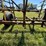 #5694-•-spring-tooth-drag-on-transportation-cart-image-6