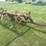 #1633-•-vintage-chisel-plow-image-2