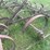 #1632-•-spring-tooth-harrow-image-10