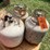 #1663-•-(3)-propane-tanks-image-4