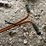 #1653-•-walk-behind-vintage-seeder-spreader-image-7