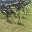 #1634-•-vintage-spring-tooth-plow-image-8