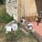 #6241-•-yard-decorations-image-2