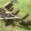 #1638-•-3-bottom-moldboard-plow-image-4