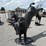 #405-•-bodacious-bucking-bull-image-1