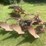 #1638-•-3-bottom-moldboard-plow-image-1
