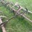 #1632-•-spring-tooth-harrow-image-11