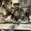 #168-•-2003-raimann-profirip-km-310-m-gang-rip-saw-image-8