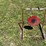 #5720-•-(2)-steel-shooting-targets-image-2