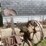#1621-•-antique-sickle-bar-image-6