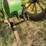 john-deere-a-image-17