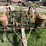 #1622-•-antique-mccormick-corn-planter-image-10