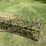 #1642-•-ferguson-tine-weeder-image-13