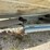 #10510-•-mirrocraft-16’-boat-(no-title)-(located-in-rosendale-wi)-image-35