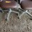 #6273-•-(4)-rolling-chairs-image-6
